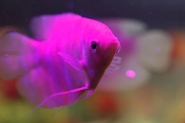 Un poisson tropical coloré est dans l'aquarium — Photo