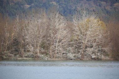 Çok sayıda göçmen kuşların ağaçlarda kışın tünemiş.