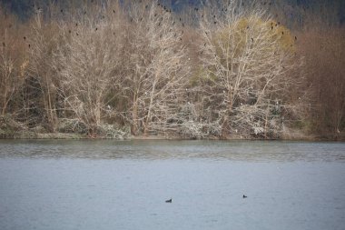 Çok sayıda göçmen kuşların ağaçlarda kışın tünemiş.
