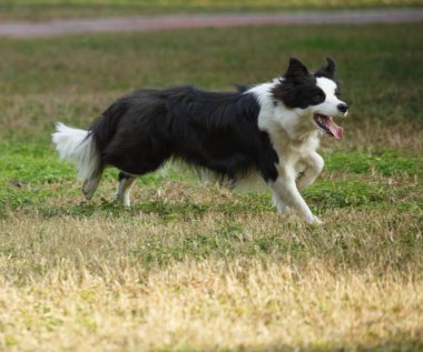 Çim kenar kömür ocağı