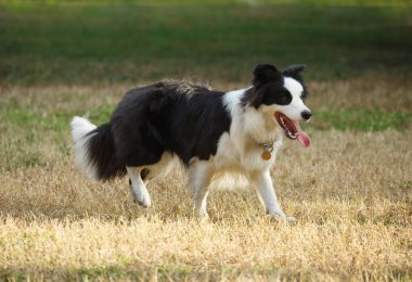 Çim kenar kömür ocağı