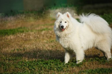 Beyaz bir samoyed köpek çim