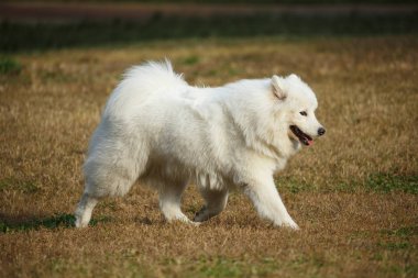 Beyaz bir samoyed köpek çim