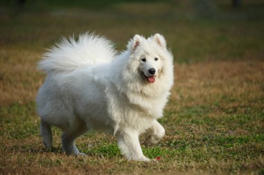 Beyaz bir samoyed köpek çim