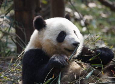 Güzel bir panda bambu yiyor