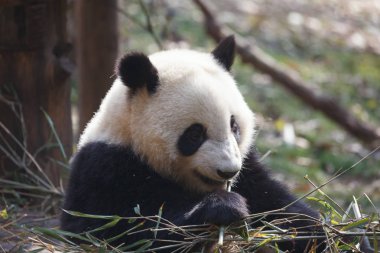 Güzel bir panda bambu yiyor
