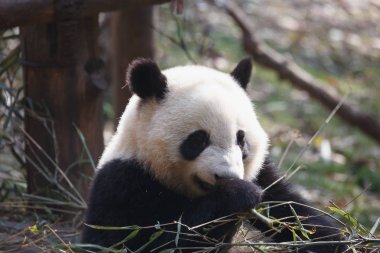 Güzel bir panda bambu yiyor