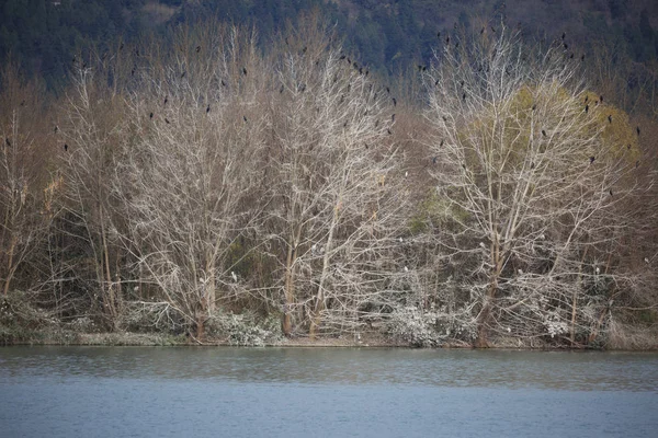 Çok sayıda göçmen kuşların ağaçlarda kışın tünemiş.
