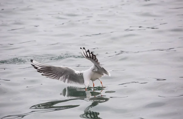 En flygande fågel — Stockfoto