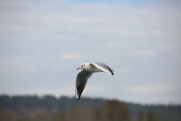 Un uccello volante — Foto Stock