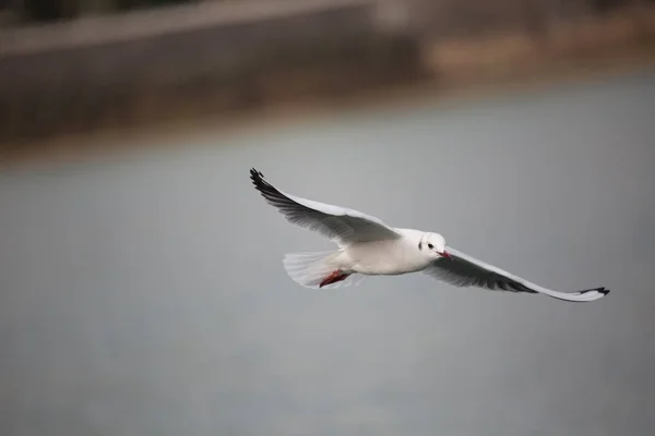 Un oiseau volant — Photo