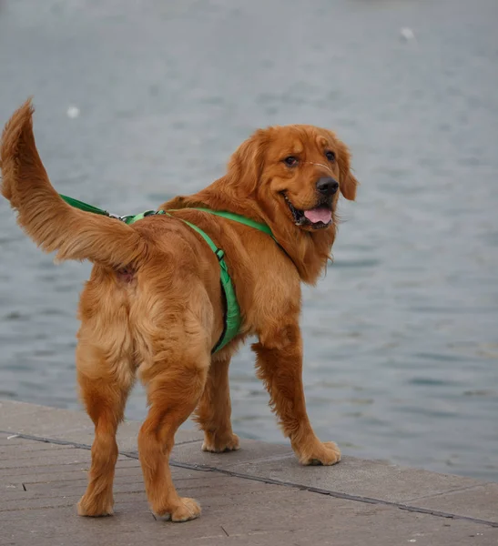 Um caniche dourado está sentado junto ao lago. . — Fotografia de Stock