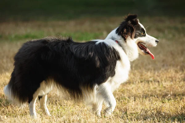 Ein Border Collie auf dem Rasen — Stockfoto