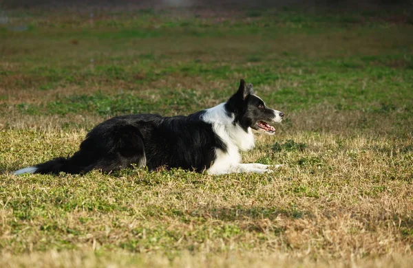 A Border collie on the lawn — Stock Photo, Image