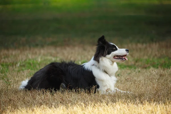 Un collie frontalier sur la pelouse — Photo