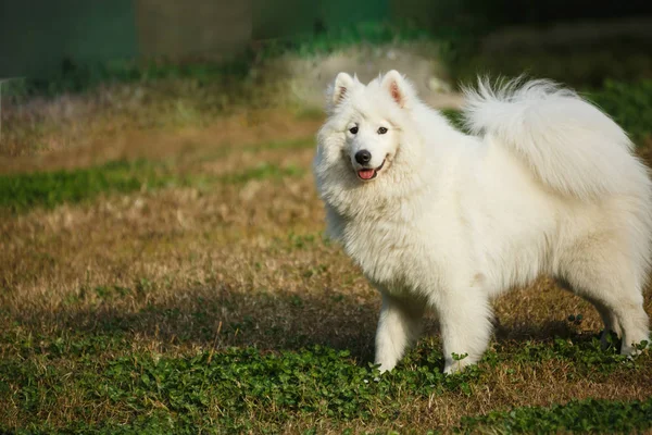 Um cão branco samoyed na grama — Fotografia de Stock