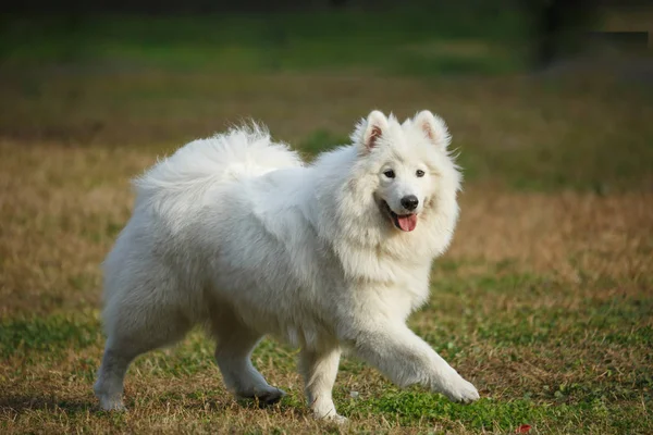 Um cão branco samoyed na grama — Fotografia de Stock