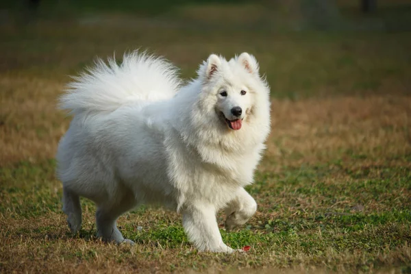 Um cão branco samoyed na grama — Fotografia de Stock