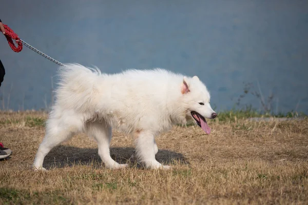 Samoye je walking řekou. — Stock fotografie