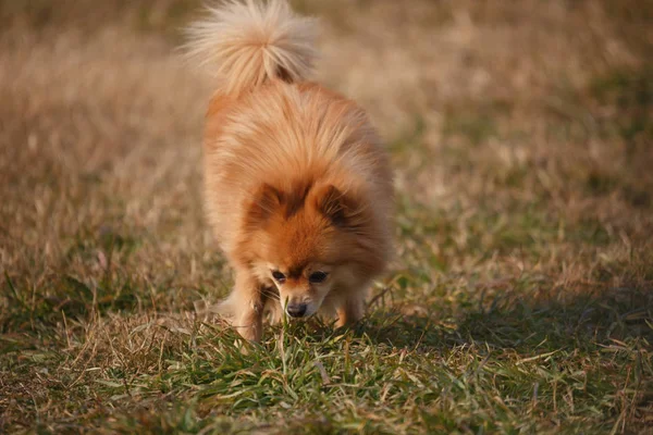 Ein brauner Schmetterlingshund spielt im Gras. — Stockfoto