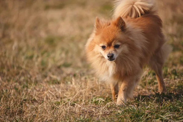 Um cão borboleta marrom está brincando na grama . — Fotografia de Stock