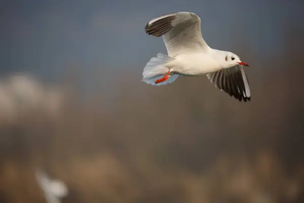 Um pássaro voador — Fotografia de Stock