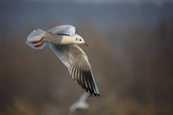 Létající pták — Stock fotografie