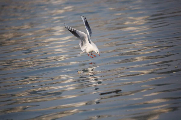 Un pájaro volador — Foto de Stock
