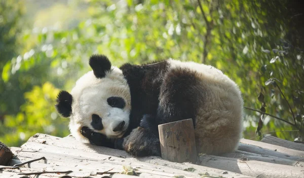 Un panda bebé yace dormido — Foto de Stock