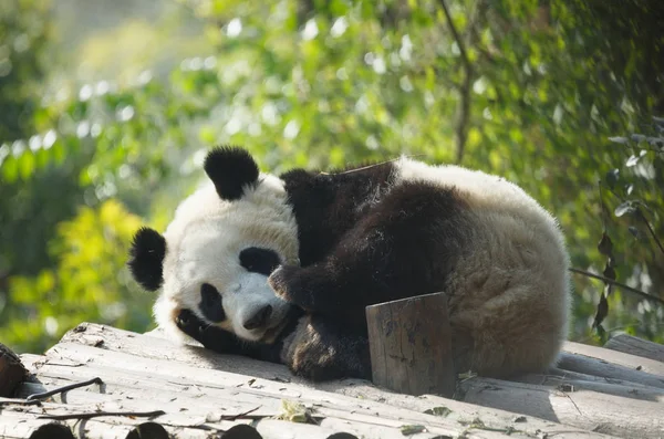 Un bébé panda dort — Photo