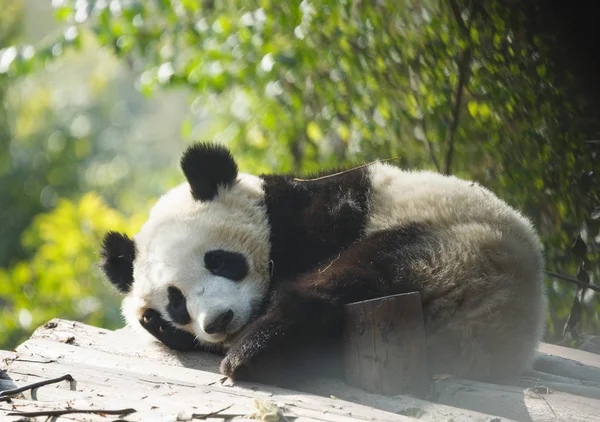 A baby panda lies sleeping — Stock Photo, Image