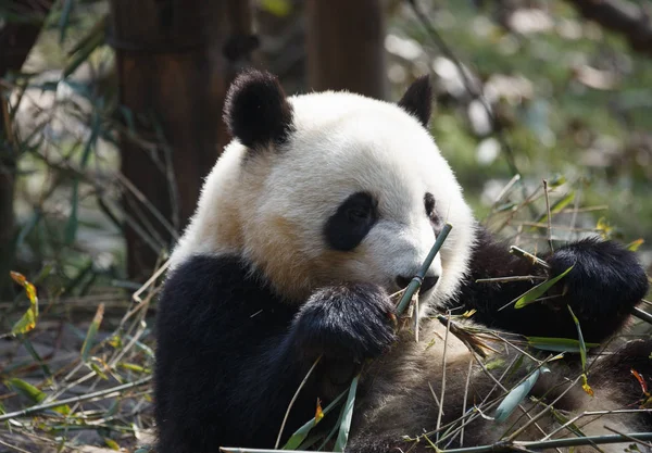 一只可爱的熊猫正在吃竹子 — 图库照片