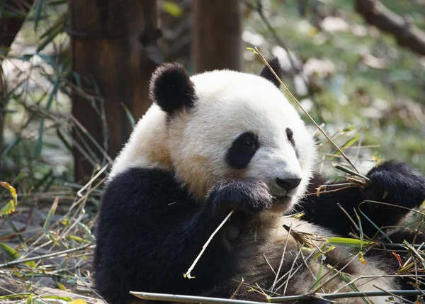 Прекрасная панда ест бамбук — стоковое фото
