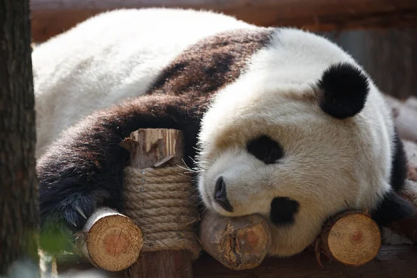 Un panda bebé yace dormido — Foto de Stock