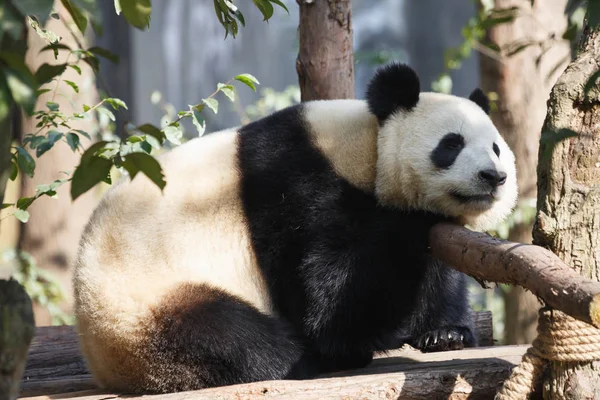 一只大熊猫正在阳光下睡觉。. — 图库照片