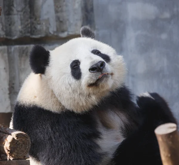 Голова гигантской панды крупным планом, счастливое выражение , — стоковое фото