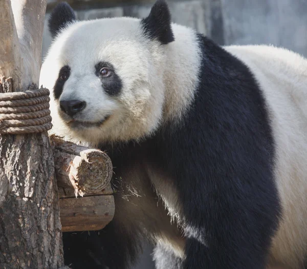 一只大熊猫的头特写, 一个快乐的表情, — 图库照片