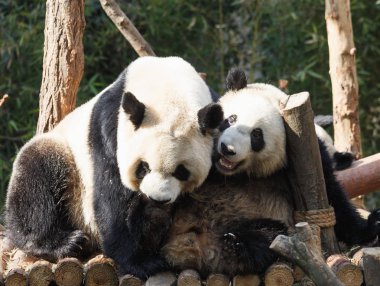 İki pandalar sarılıyorlar ve birlikte eğlenmek