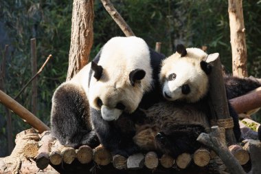 İki pandalar sarılıyorlar ve birlikte eğlenmek