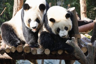 İki pandalar sarılıyorlar ve birlikte eğlenmek