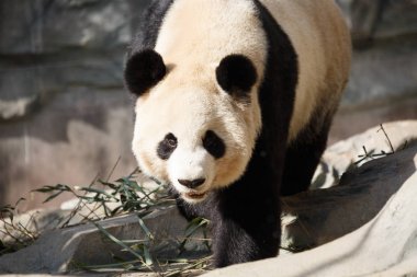 Bir panda yerde yürür