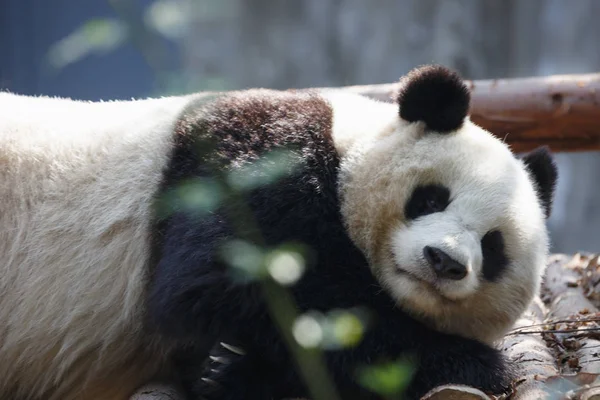 Un panda joven está durmiendo en un árbol — Foto de Stock