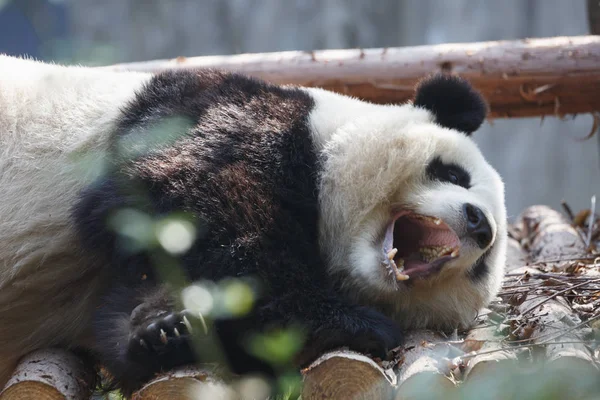 Молодая панда спит на дереве — стоковое фото