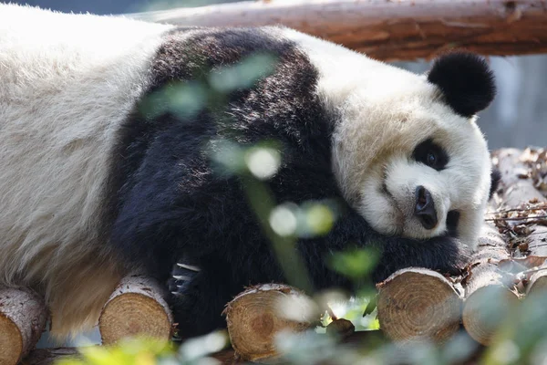 Un jeune panda dort sur un arbre — Photo