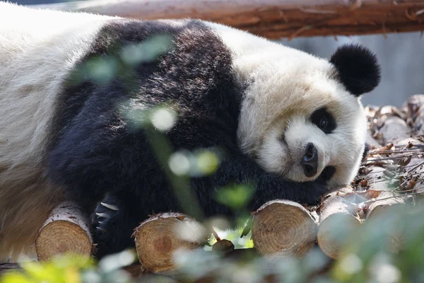Un panda joven está durmiendo en un árbol — Foto de Stock
