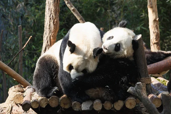 Две панды обнимаются и резвятся вместе. — стоковое фото
