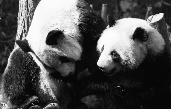 Dvě pandy jsou objímání a dovádějí spolu — Stock fotografie