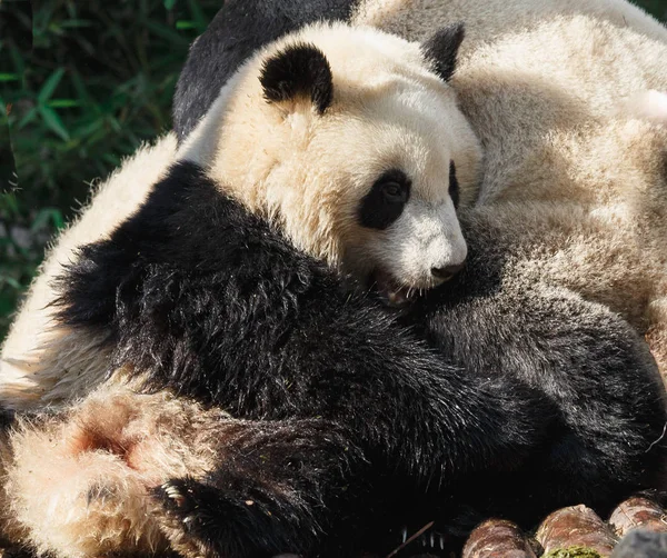 Két pandák vannak átölelve és vidámság együtt — Stock Fotó