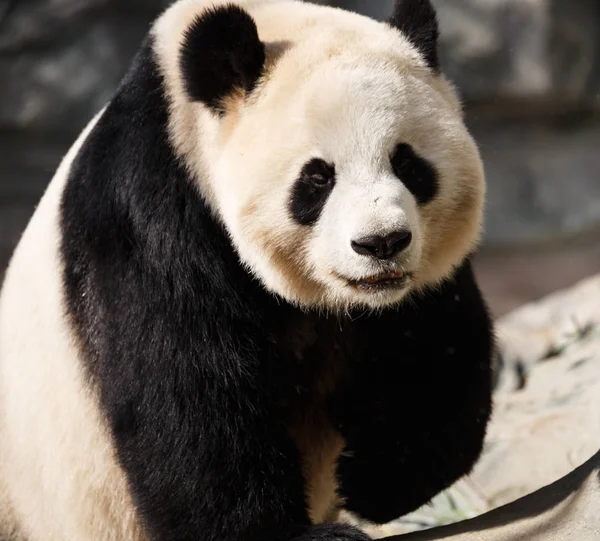 一只大熊猫的头特写, 一个快乐的表情, — 图库照片