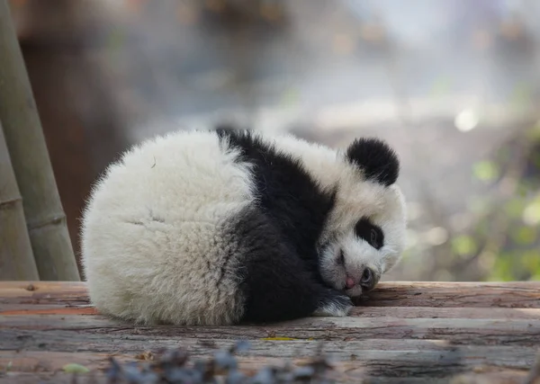 Uyuyan bir bebek panda yatıyor — Stok fotoğraf